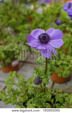Closeup of an potted purple Ranunculus flower