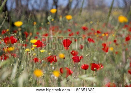 Red poppies in the wild field on spring. Background with the poppy flowers.