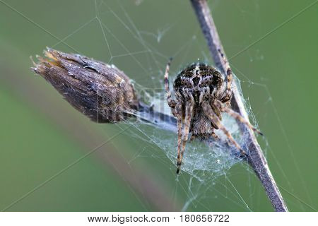 Agalenatea Redii Is A Species Of 'orbweavers' Belonging To The Family Araneidae Subfamily Araneinae.