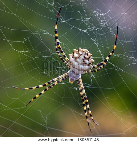 Argiope lobata is a species of spider belonging to the family Araneidae. It has a wide distribution encompassing the whole of Africa and stretching to southern Europe and into Asia.