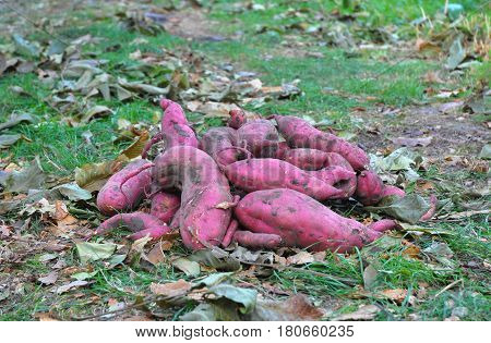 Sweet Potato Harvest with Autumn Leaves Background. Organic Vegetables Farming.