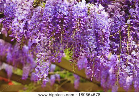 Purple wisteria flowers,beautiful scenery of purple with yellow flowers and buds blooming in the garden in spring,Bean Tree,Chinese Wisteria,Purple Vine