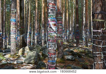 Sacred Grove Of Tears. Zalaal - Tapes, Tied To The Trees. Arshan Village, Buryatia