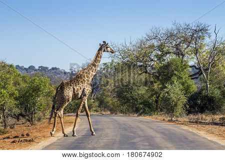 Giraffe in Kruger national park, South Africa ; Specie Giraffa camelopardalis family of Giraffidae