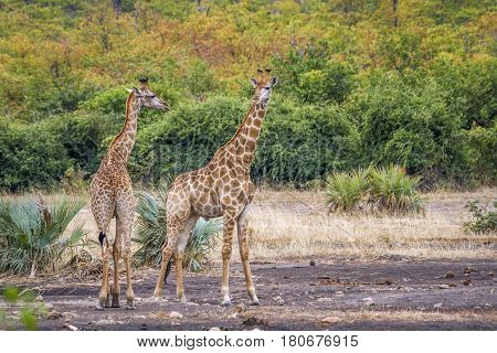 Giraffe in Kruger national park, South Africa ; Specie Giraffa camelopardalis family of Giraffidae