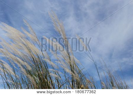 Grass flowers are waver by the wind on blue sky background.