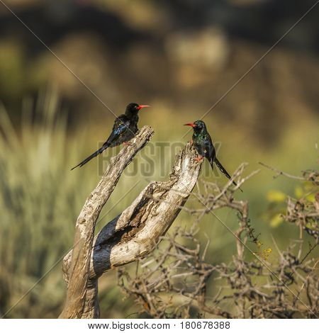 Green wood-hoopoe in Kruger national park, South Africa ; Specie Phoeniculus purpureus family of Phoeniculidae