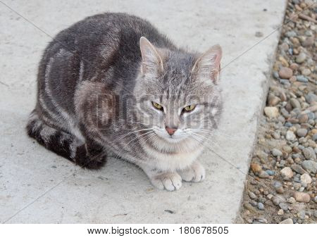 beautiful cat close up in the yard
