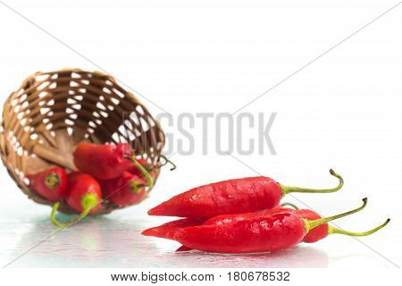 Dedo De Moca Chilly Pepper