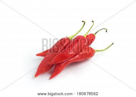 Dedo De Moca Chilly Pepper