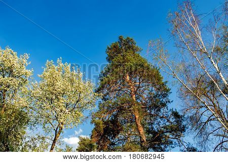 Tall old trees in mixed deciduous-coniferous forest with birch pine blooming lilacs in the foreground, Irpen, Ukraine.