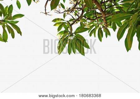 flower Green Leaves border on top of frame isolated white background