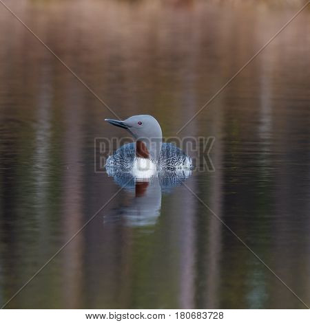 Small loon swimming in a little lake in Sweden 8 april 2017