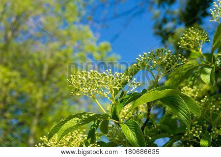 Japanese snowball in spring. Blooming plants in sunlight