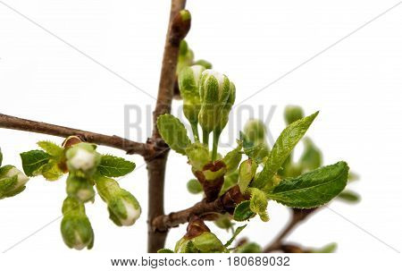 Bud with cherry flower isolated on white background