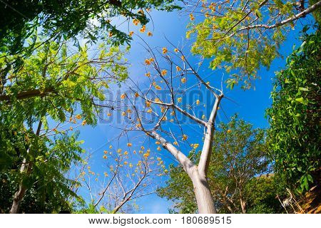 Cochlospermum regium Yellow cotton tree on nature blue sky background.