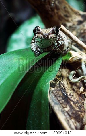A Mission golden-eyed tree frog sitting on a leaf