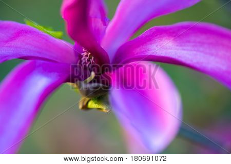Macro shot of a Beautiful purple , violet magnolie flower