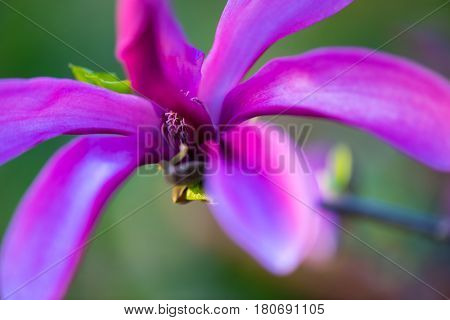 Macro shot of a Beautiful purple , violet magnolie flower