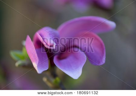 Macro shot of a Beautiful purple , violet magnolie flower