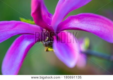 Macro shot of a Beautiful purple , violet magnolie flower