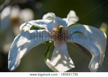 Macro shot of a Beautiful White magnolie flower