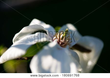 Macro shot of a Beautiful White magnolie flower