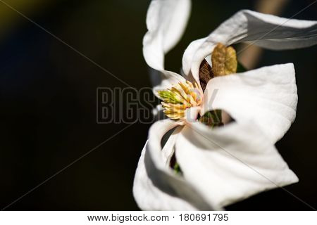 Beautiful White magnolie flower captured in the spring