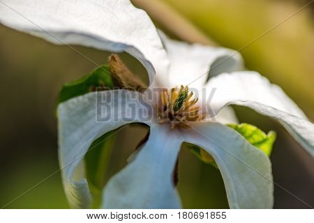 Macro shot of a Beautiful White magnolie flower