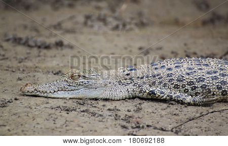 A saltwater crocodile baby lying in the mud