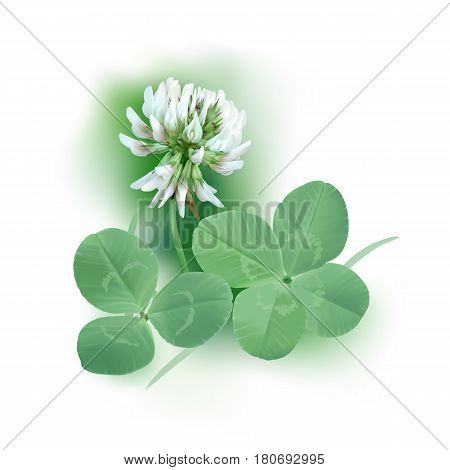 White Clover - Trifolium.
Hand drawn vector illustration of a white clover flower, quarter foil and regular leaf mixed with grass blades, on white background.