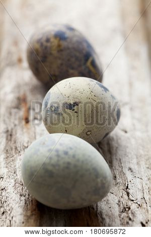 quial eggs