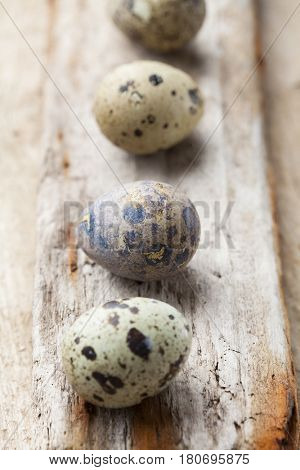  quial eggs