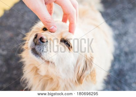 owner caressing gently her dog. Male hand patting white dog head