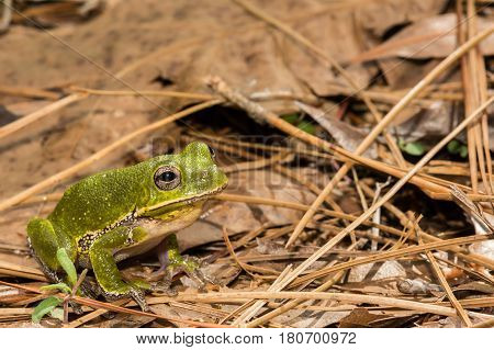 A Barking Tree Frog hopping on the ground.