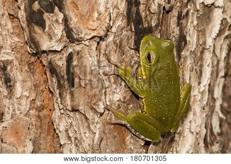 A Barking Tree Frog climbing the trunk of a tree.