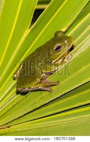 A Barking Tree Frog on a Saw Palmetto