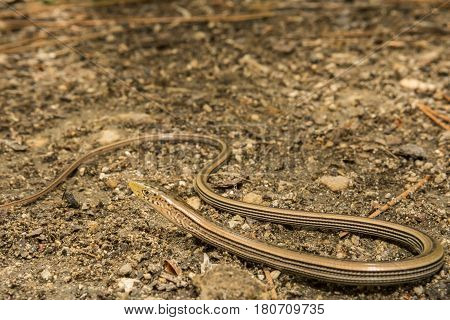 A Slender Glass Lizard foraging on the ground