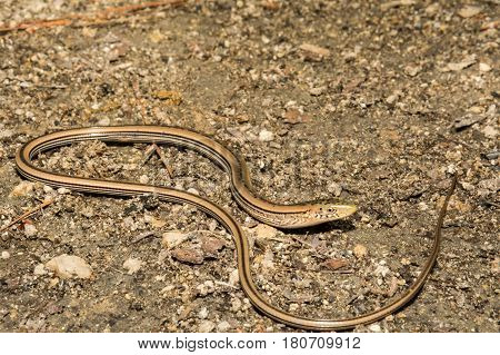 A Slender Glass Lizard foraging on the ground