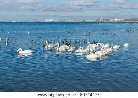A lot of waterfowl: coot or flatted (lat. Fulica atra) Mallard (lat. Anas platyrhynchos) mute Swan (lat. Olor Cygnus) wintering in the Black sea city of Anapa in Krasnodar region. The blue expanse of water