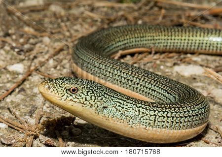 A close up of an Eastern Glass Lizard