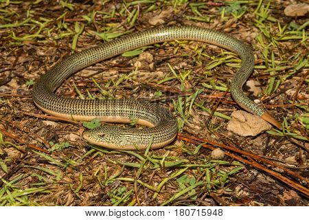 An Eastern Glass Lizard in the wild