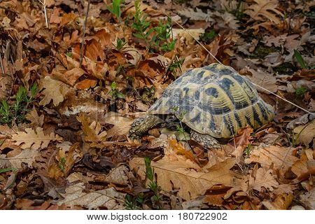 A leopard turtle in the leaves of an oak forest