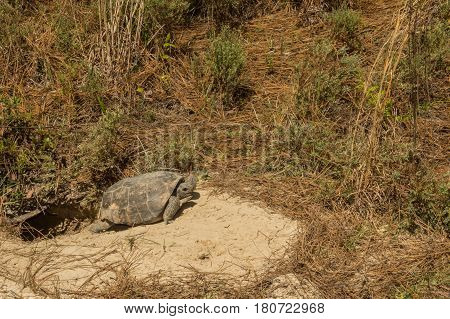 A Gopher Tortoise emerging from it's burrow.