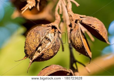 Close up paulownia pods on green tree