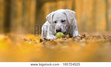 cute young labrador retriever dog puppy plays with tennis ball in forest - abstract yellow background