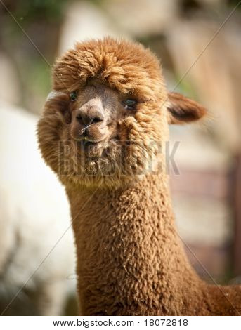 Fluffy brown Alpaka
