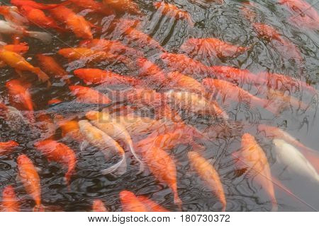 Koi swim in Pond. Movement of swimming in green water