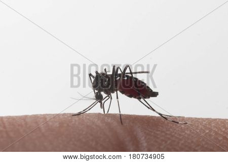 Aedes Aegypti. Close Up A Mosquito Sucking Human Blood.