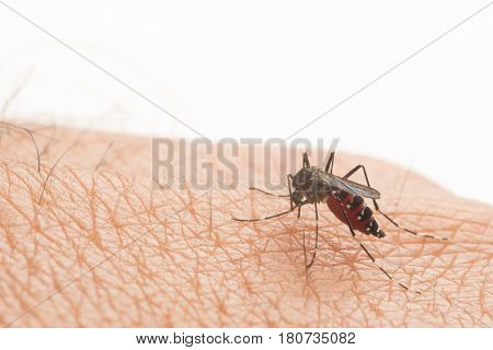 Aedes Aegypti. Close Up A Mosquito Sucking Human Blood.